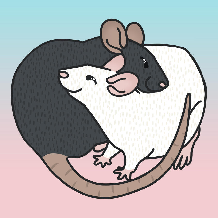A digital drawing of a black rat and a white rat hugging